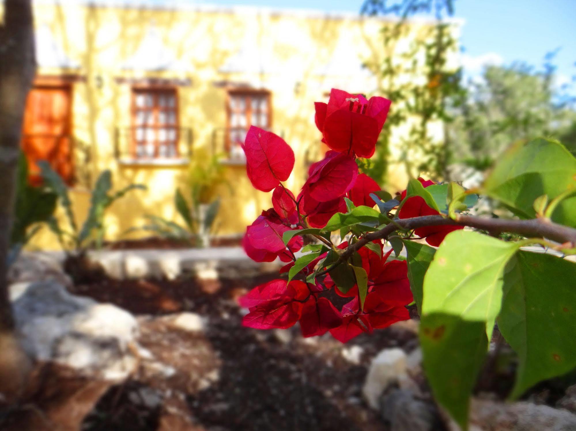 Hacienda Coba Bed & Breakfast エクステリア 写真