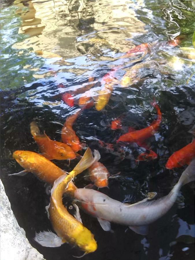 Hacienda Coba Bed & Breakfast エクステリア 写真